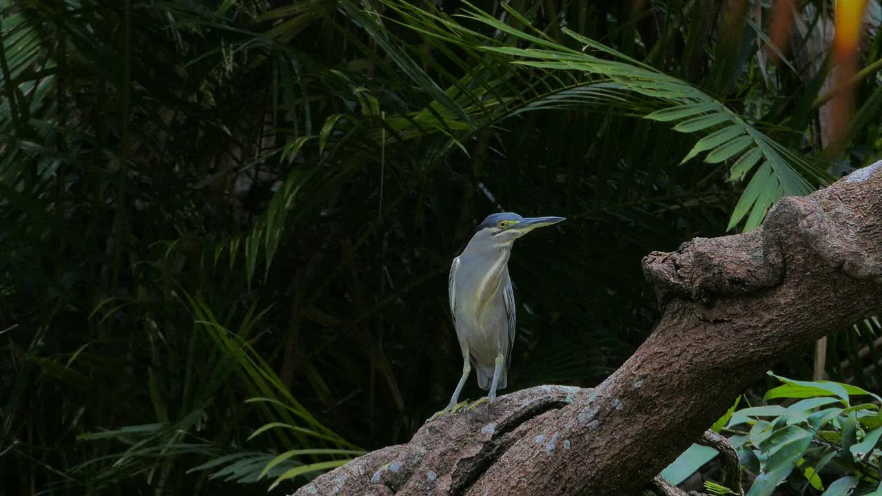 热带雨林中的夜鹭。视频下载
