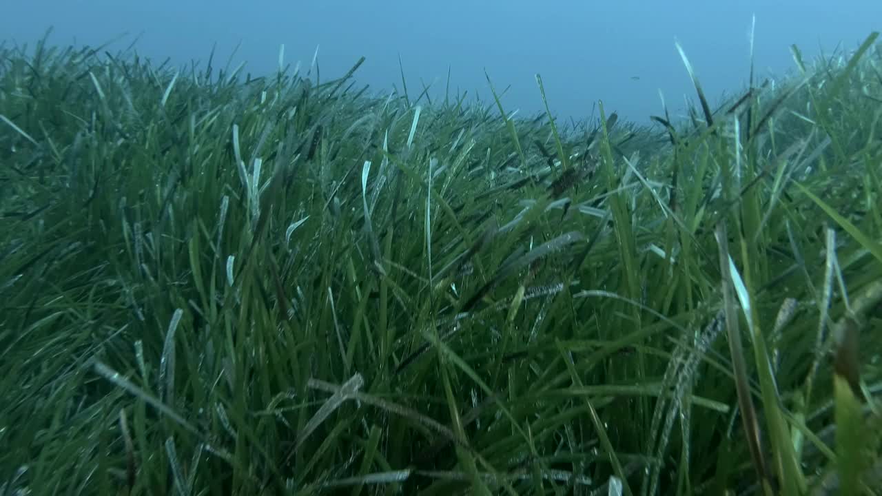 郁郁葱葱的海草，上青色的海水背景。相机向前移动在绿色海草地中海绦草或海王星草(Posidonia)。4K - 60帧。塞浦路斯视频素材
