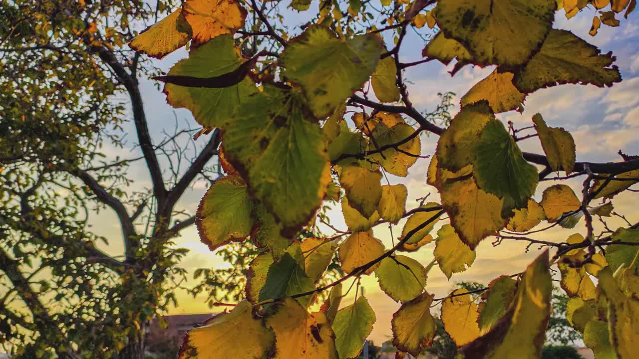 树叶在秋天视频素材