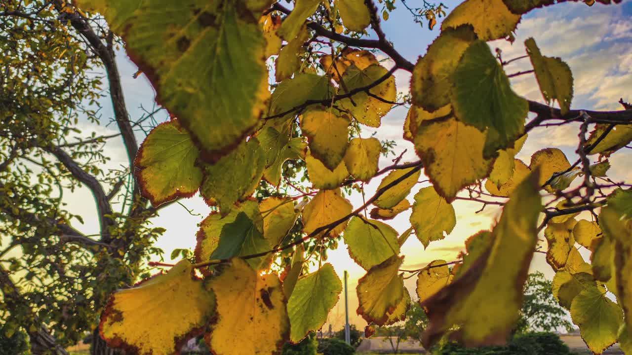 美丽的多色秋天树与叶子视频素材