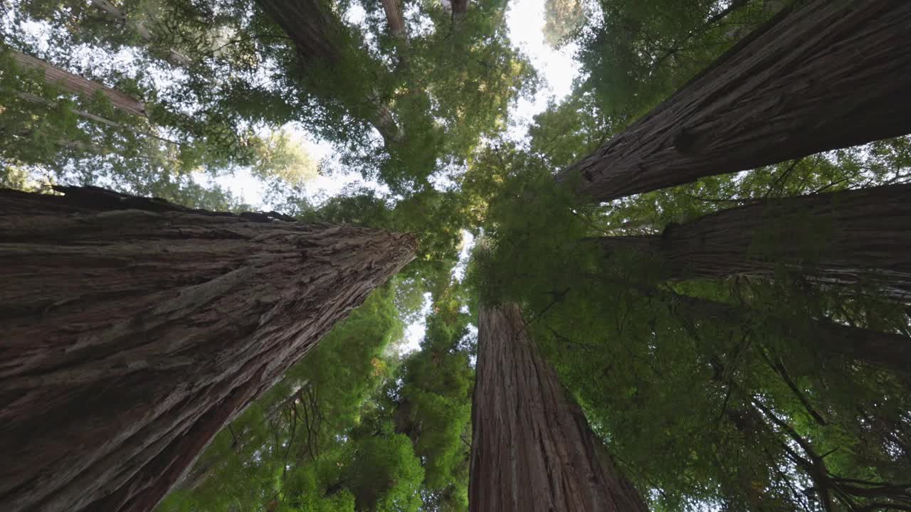 红杉国家公园，美国。摄像机在巨大的红杉树干之间移动。自底向上的视角，4K视频素材