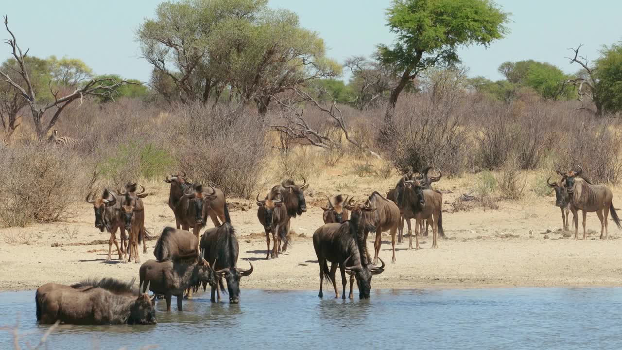 南非，一群蓝色牛羚(牛羚科)在水坑饮水视频素材