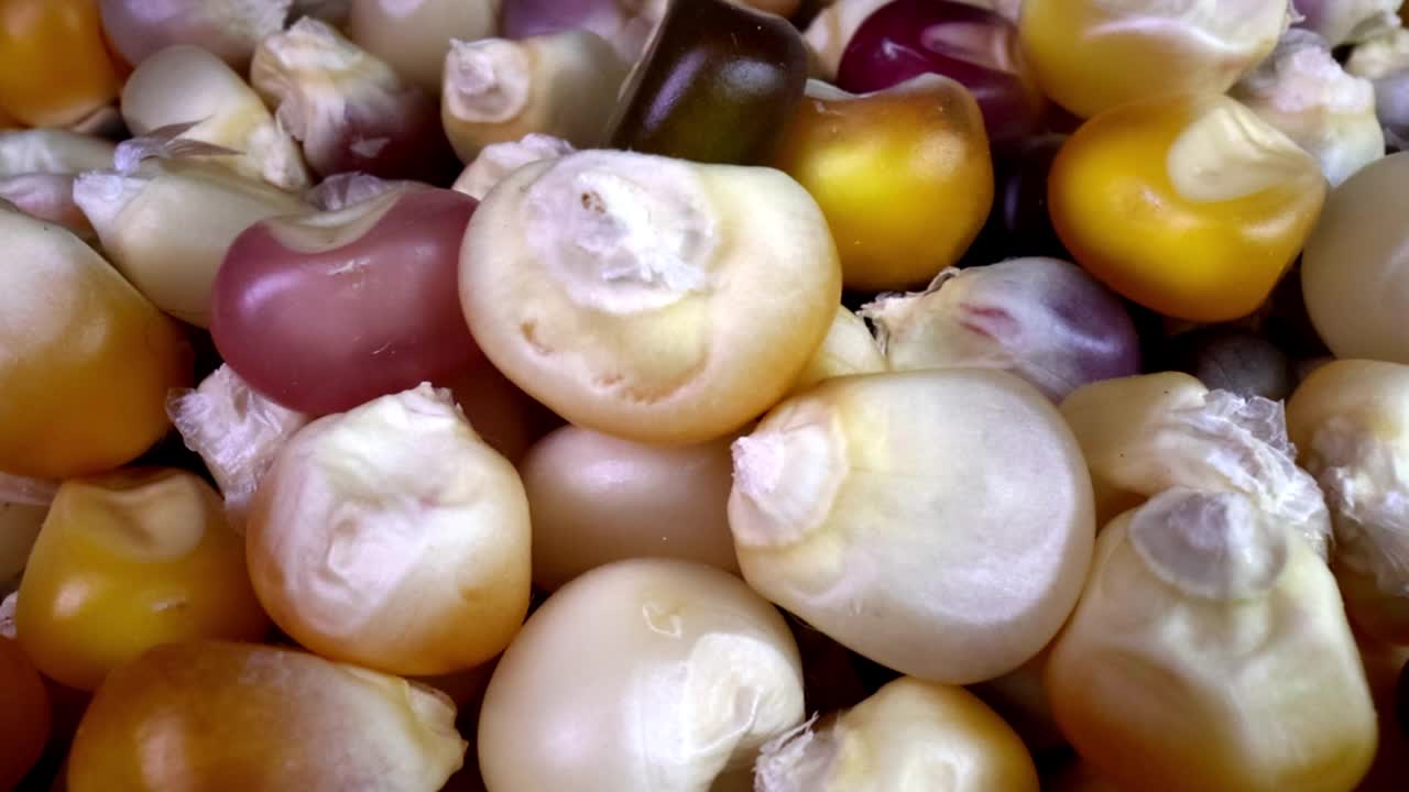 视频微距极端特写的多色干印度玉米视频下载