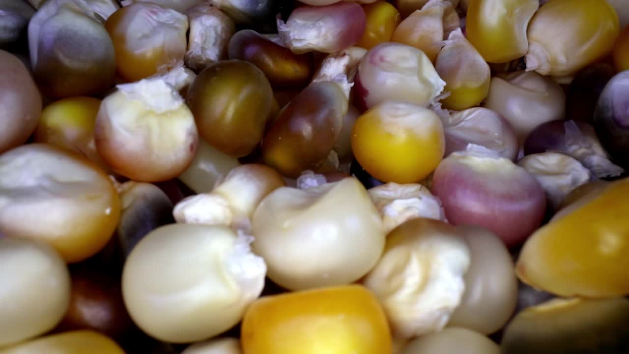 视频微距极端特写的多色干印度玉米视频下载