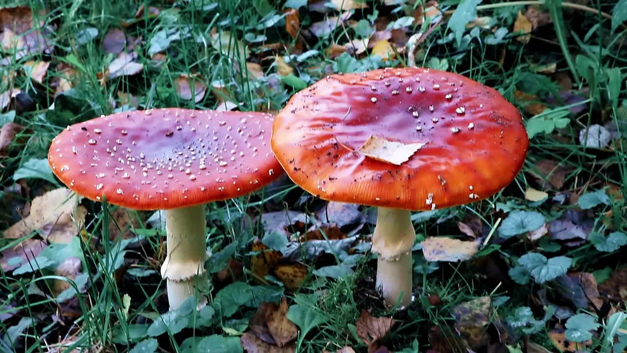 陈放。自然界中的有毒蘑菇。森林里的木耳。视频素材