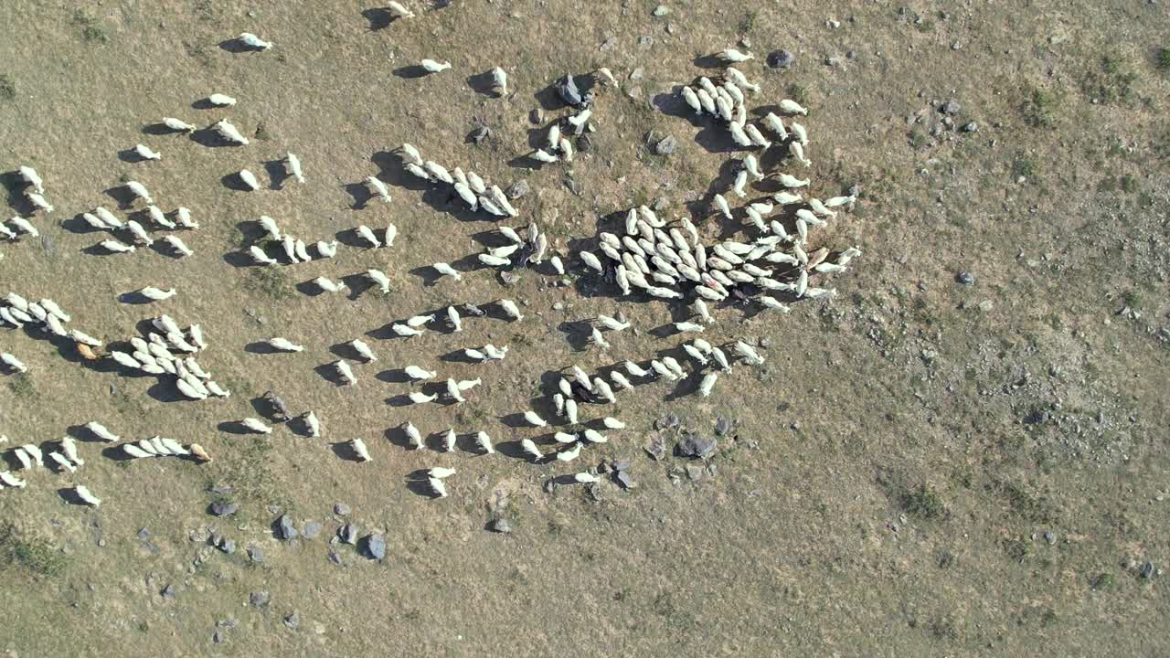 鸟瞰农业农场的牧羊群视频素材