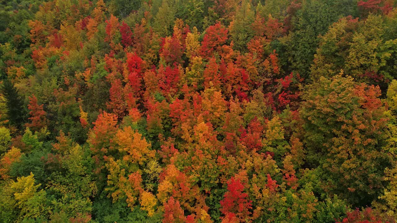 鸟瞰秋天如画的森林。视频素材