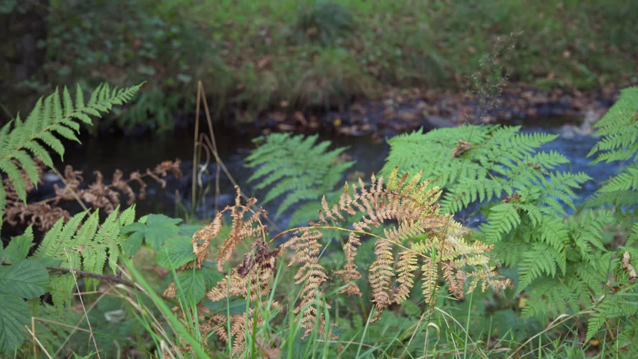 在树林里一条小溪旁枯萎的蕨类植物视频下载