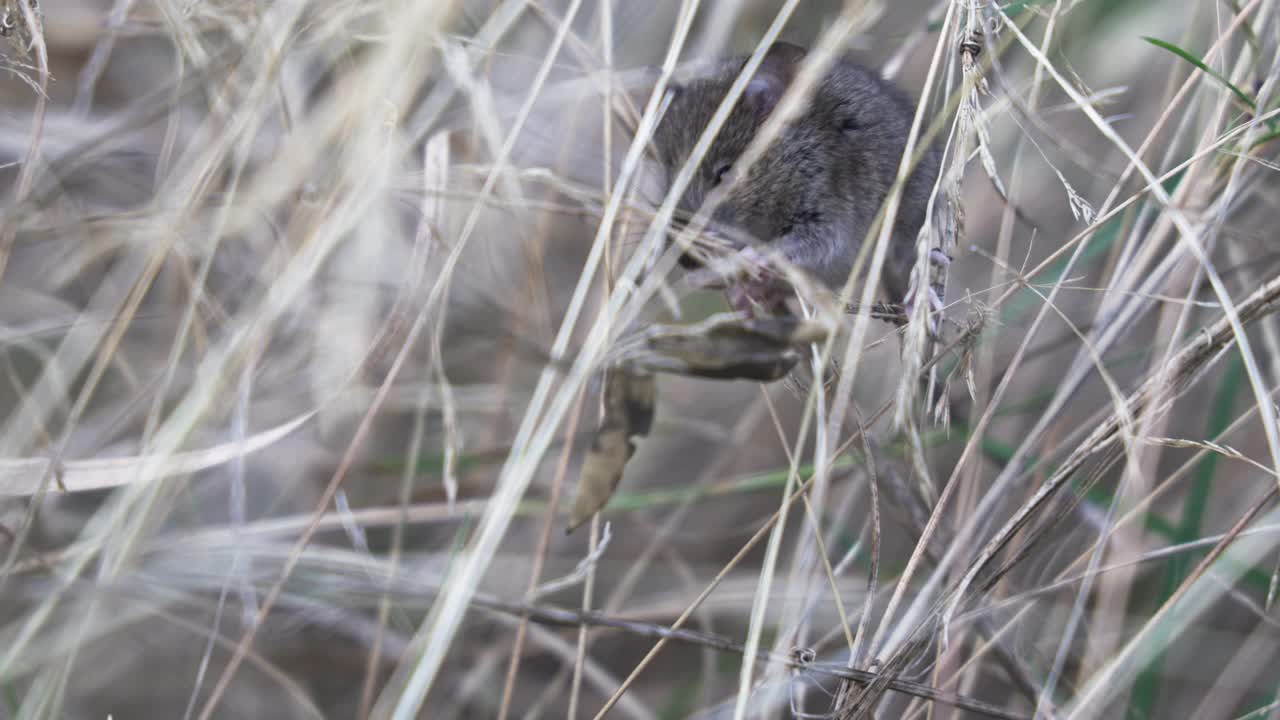 草鼠在草中进食视频下载