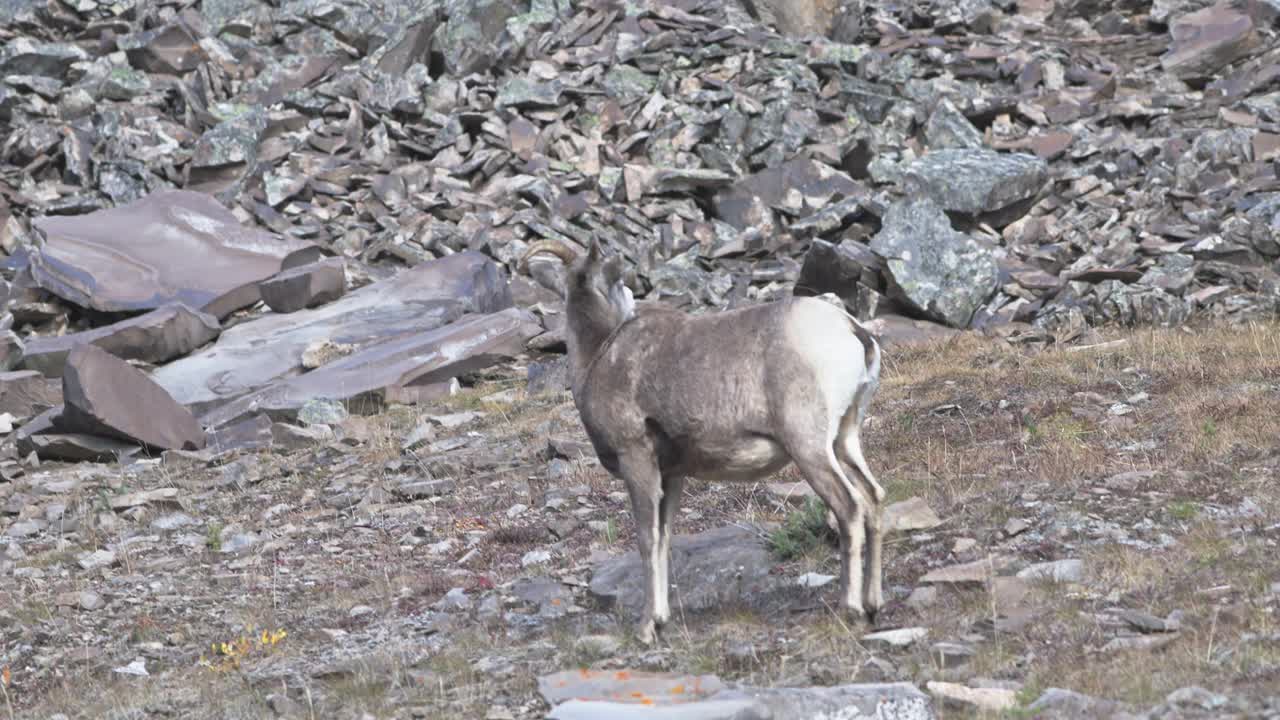 大角羊在加拿大落基山脉的岩石上吃草视频素材
