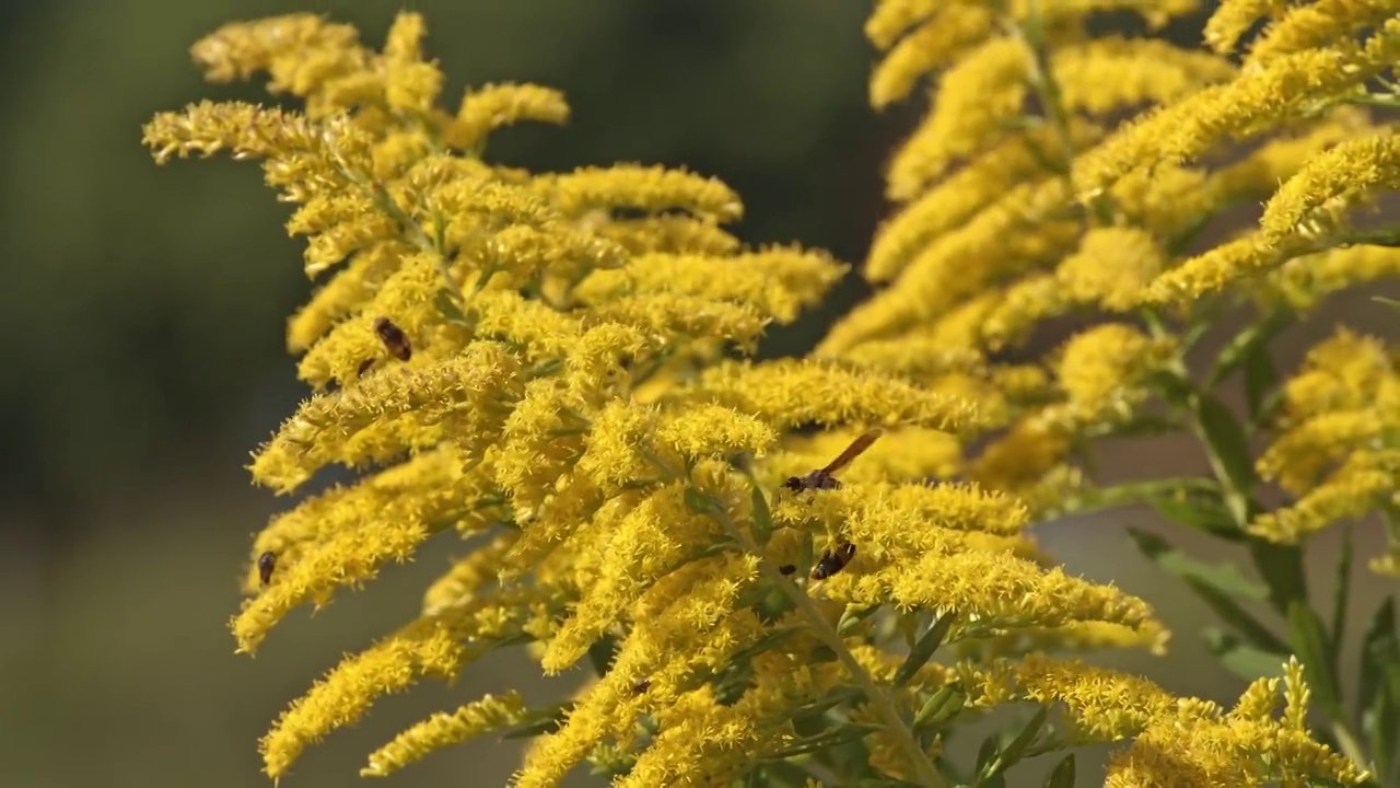 以花粉丰富的花朵为食的黄蜂视频下载
