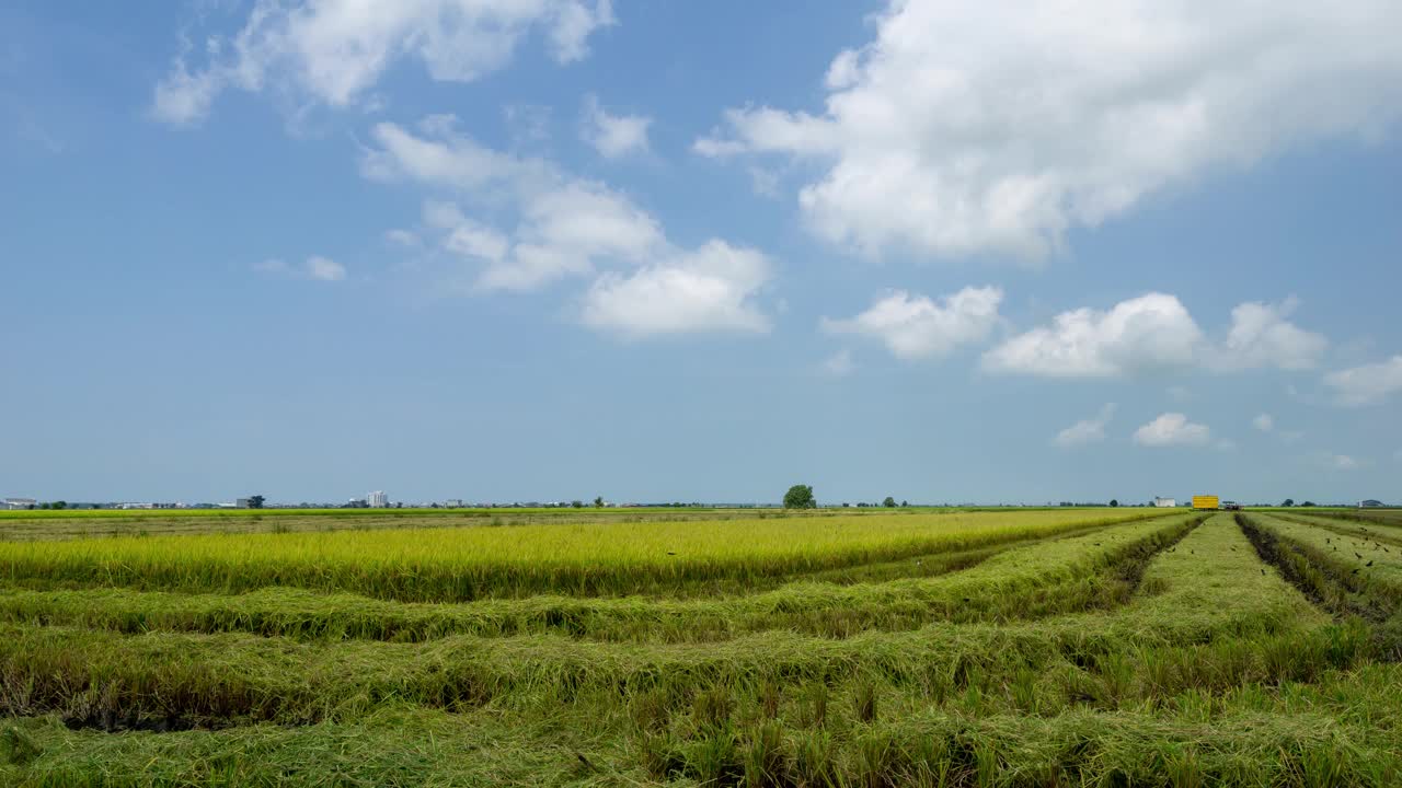 4K农民在稻田里用机器收割水稻的延时视频下载