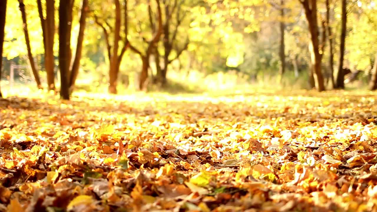 秋天的公园视频素材
