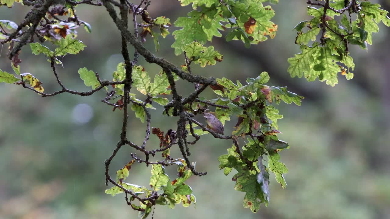 橡树在初秋叶子视频下载