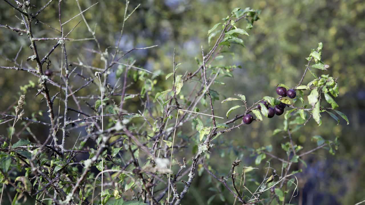 长在黑刺李树上的黑刺李果视频下载
