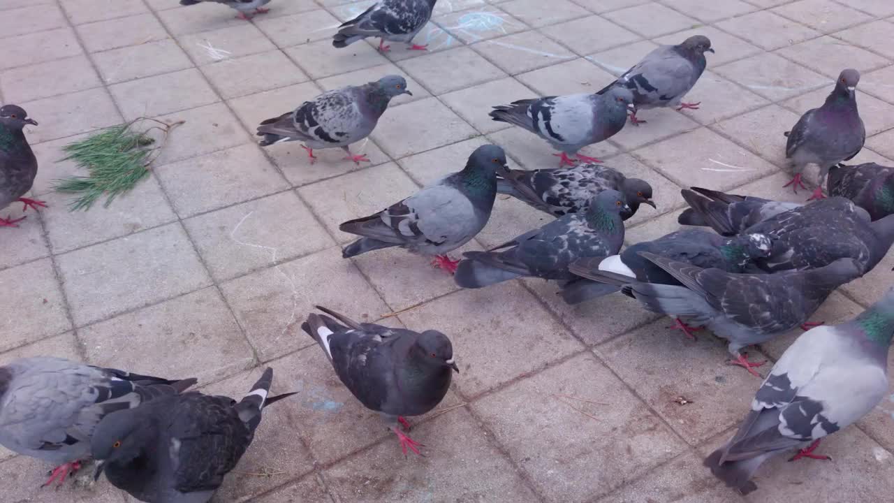 一群鸽子在地上视频素材