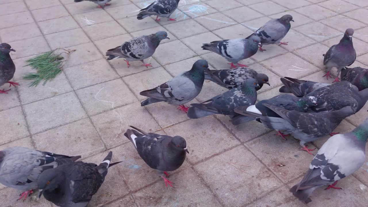 鸽群漫步视频素材
