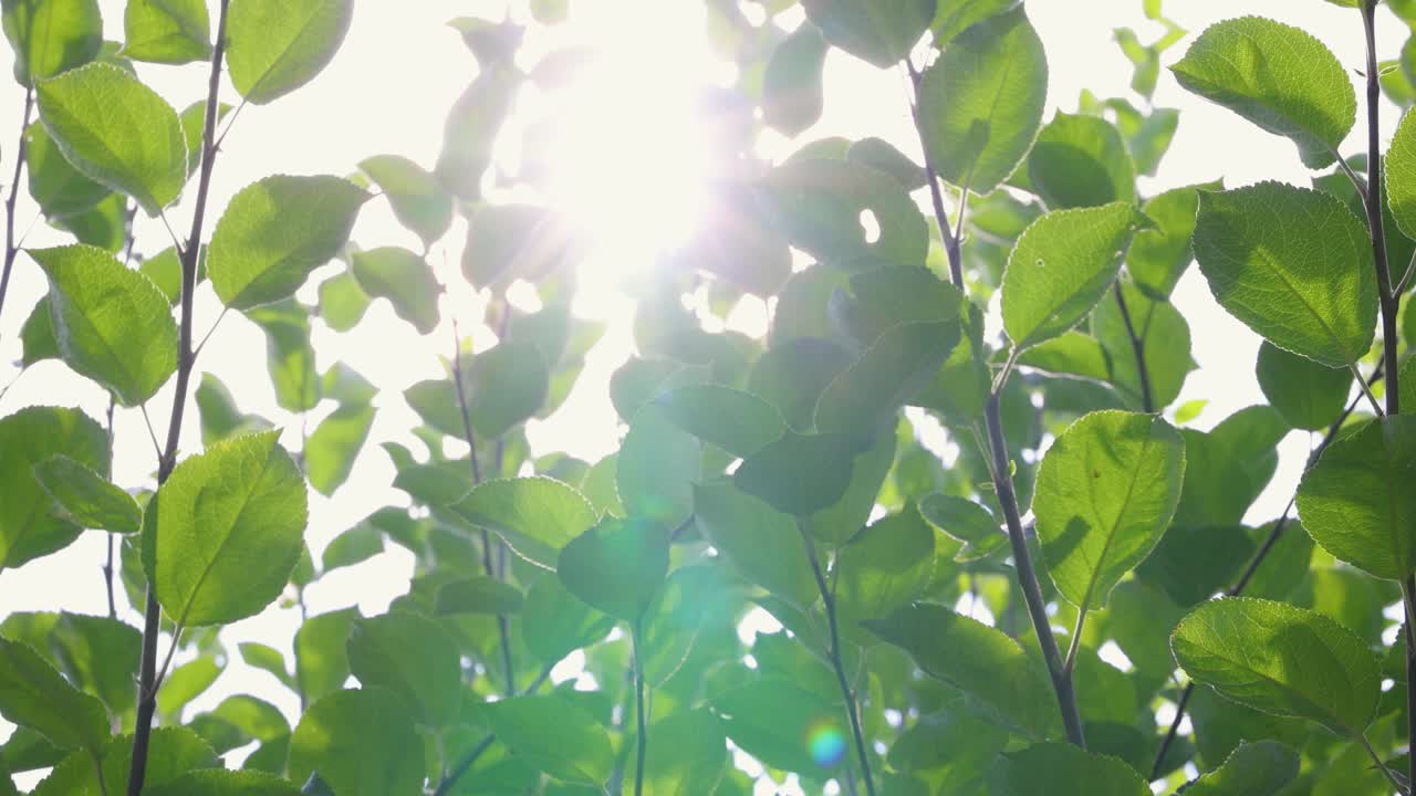 太阳耀斑在苹果树的叶子上视频下载