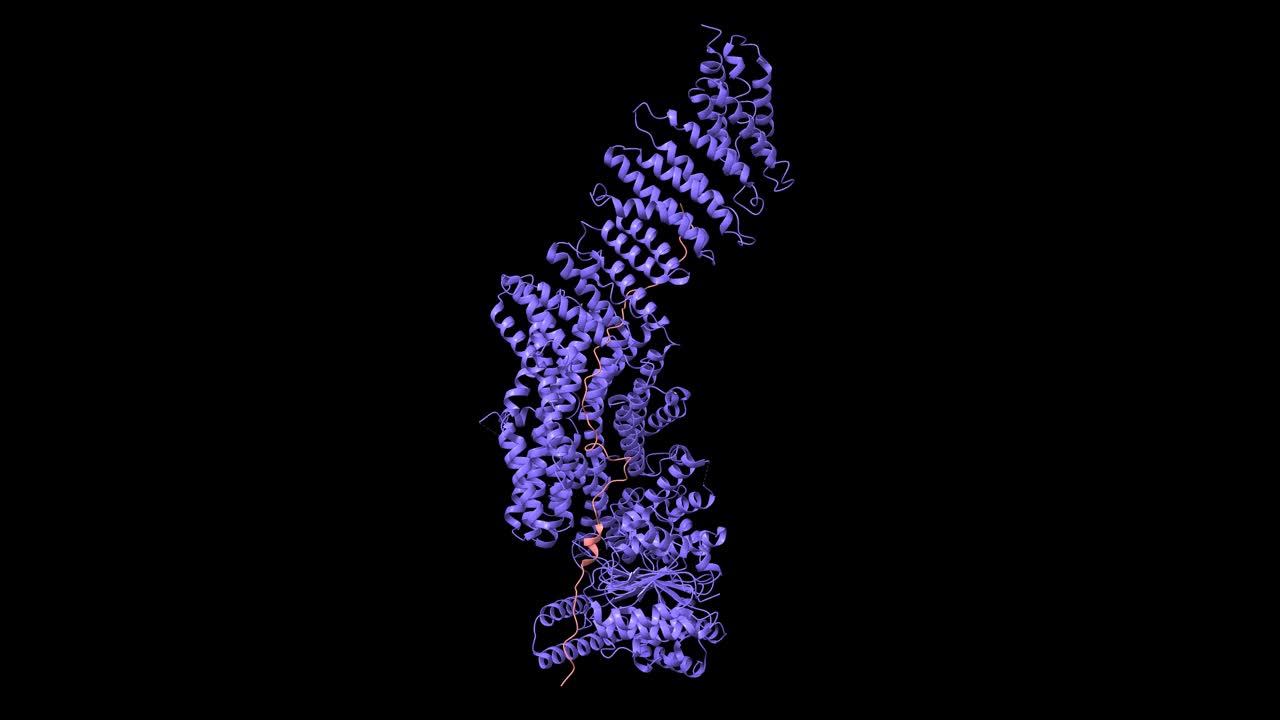 人类分离酶(蓝色)-Securin(粉红色)复合物的结构。视频下载