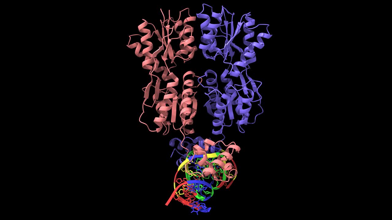 大肠杆菌与操作DNA结合的乳糖阻遏物二聚体的结构。视频下载