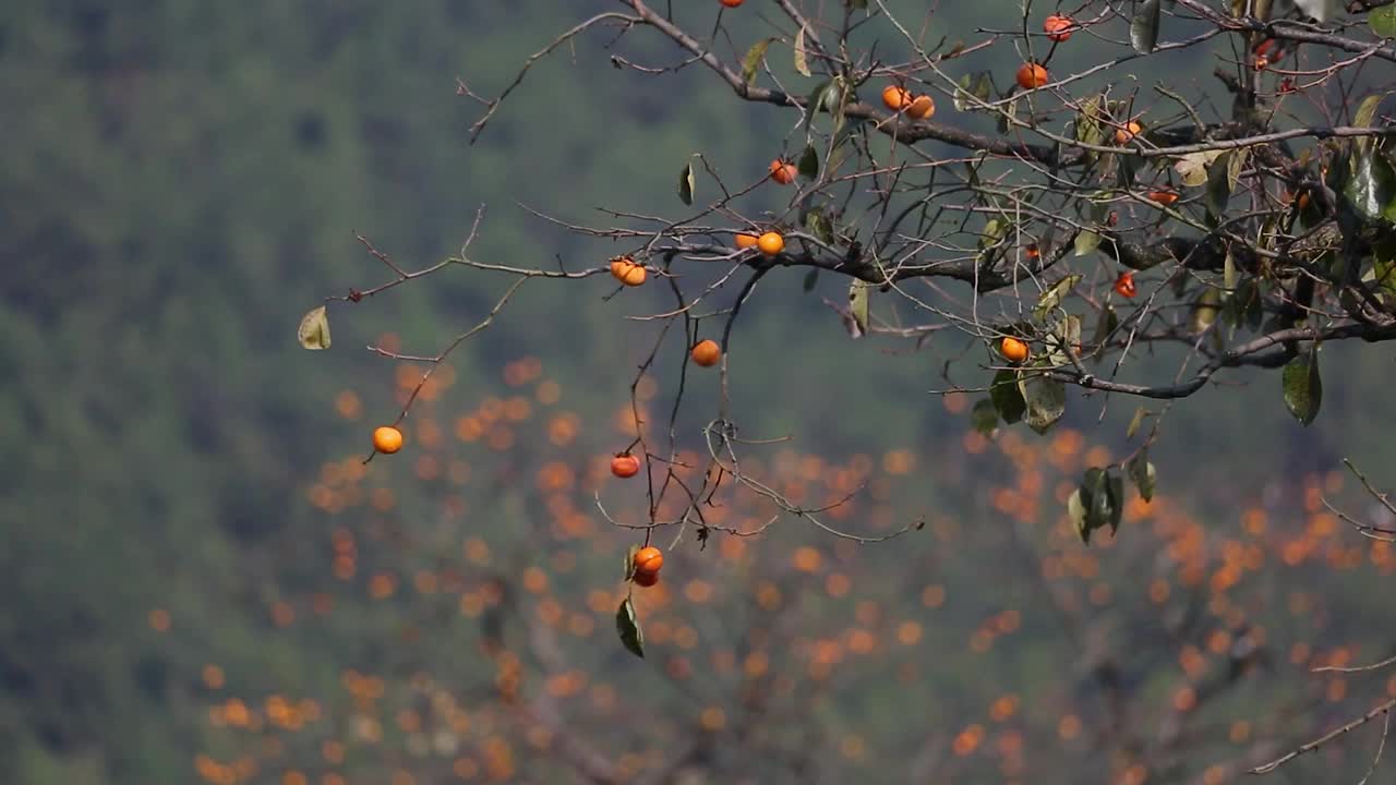 秋天的柿子树视频下载