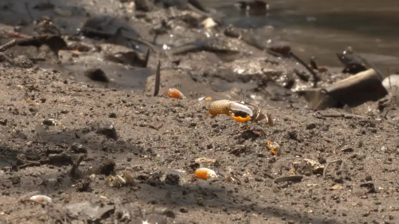 招潮蟹，Iriomote。日本冲绳视频素材