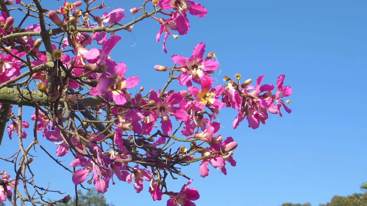 丝线树的花朵慢镜头180fps视频素材