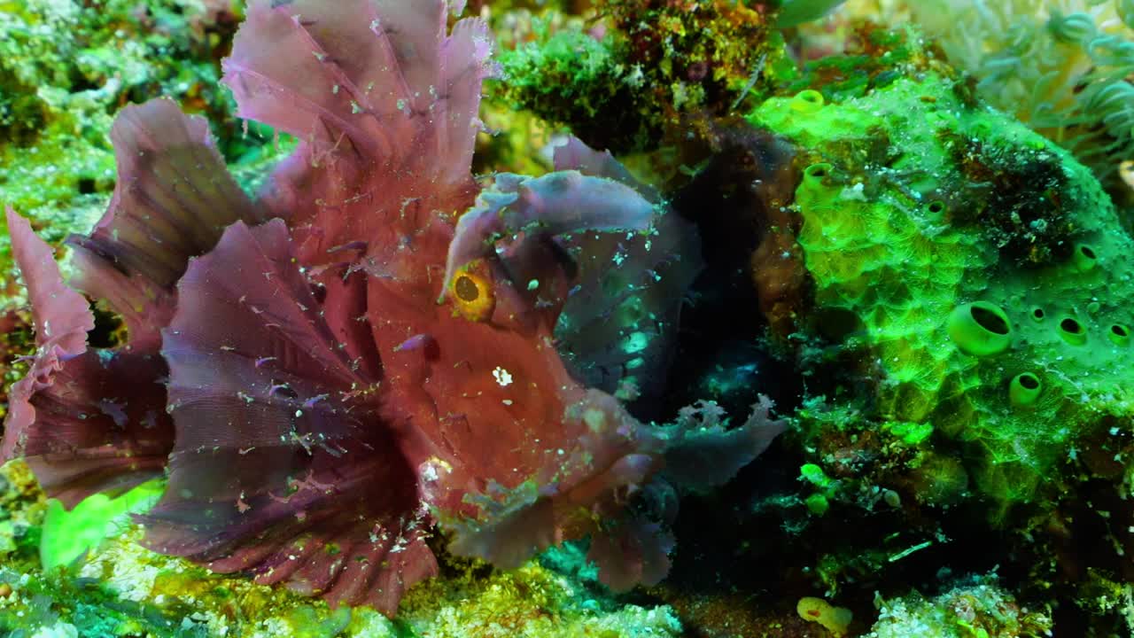 天蝎座:天蝎目蝎子科的一属海洋鳐鳍鱼。视频素材