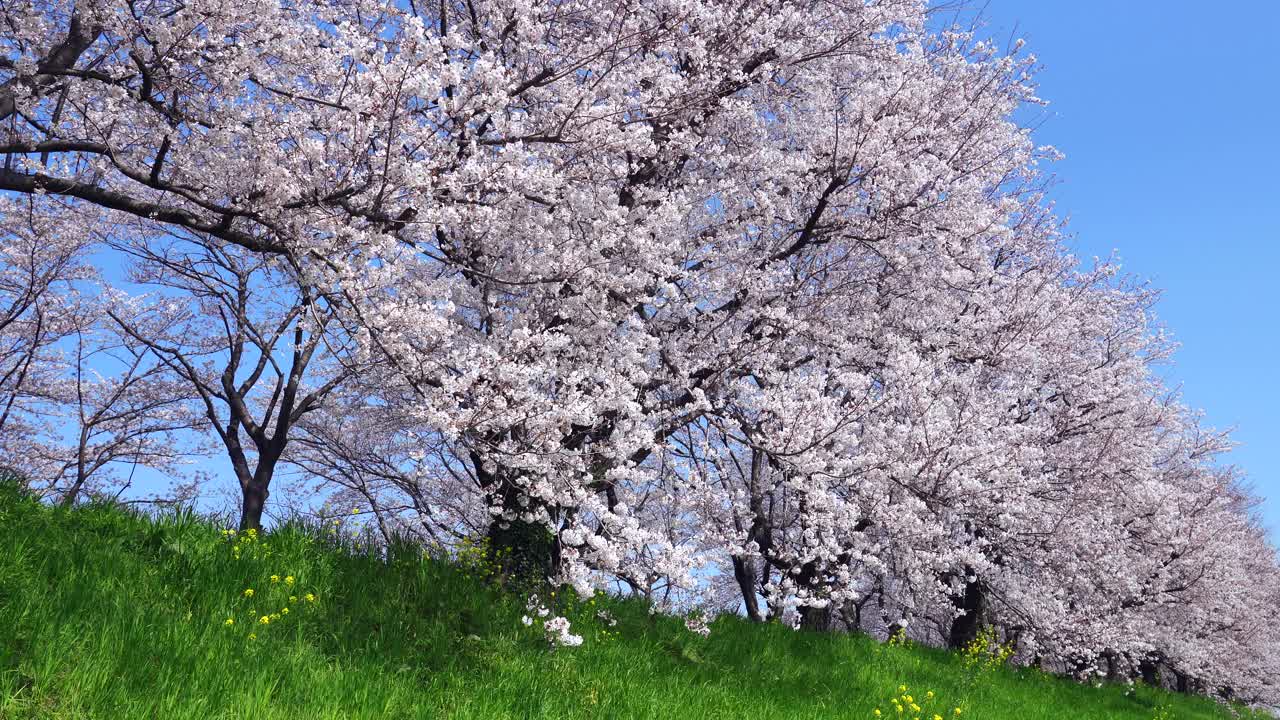 樱花的风景视频下载