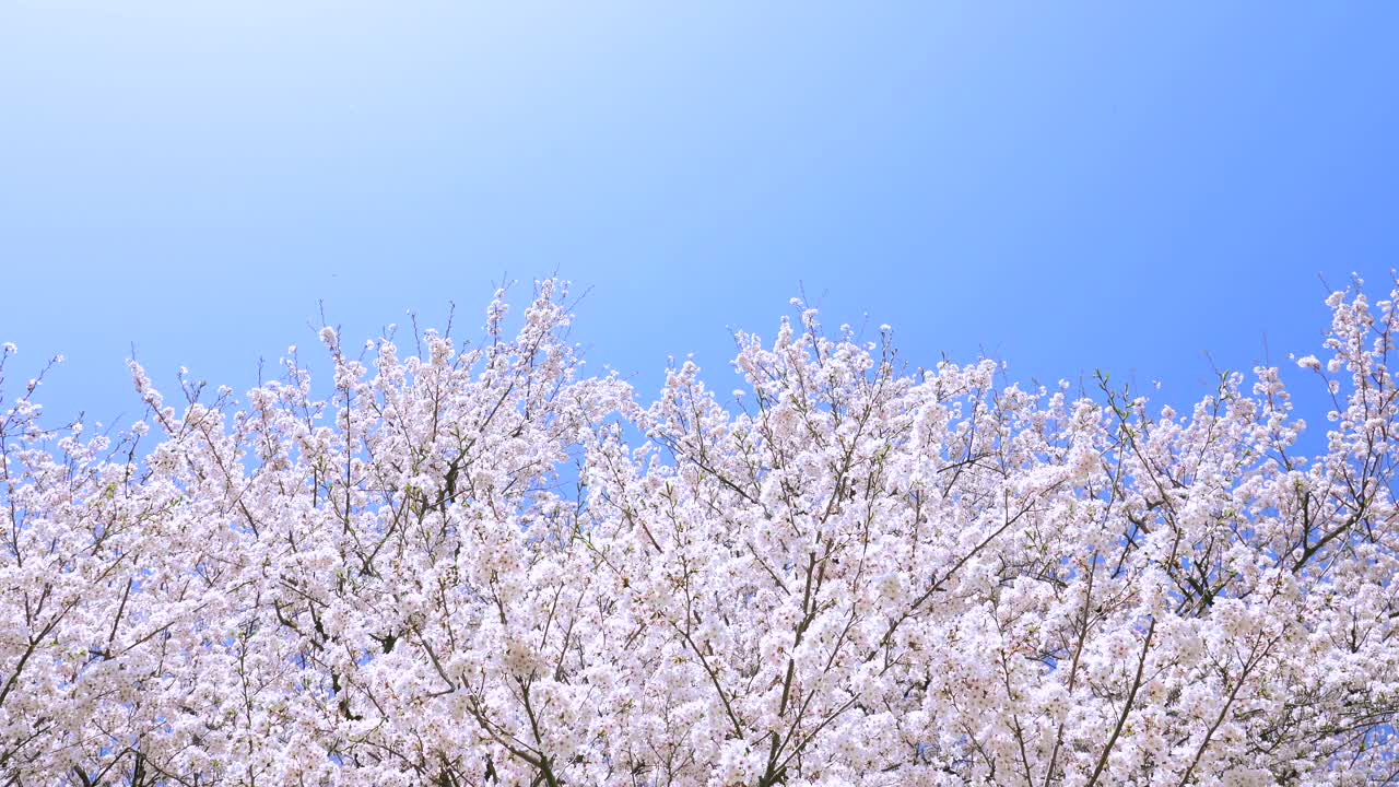 樱花的风景视频下载