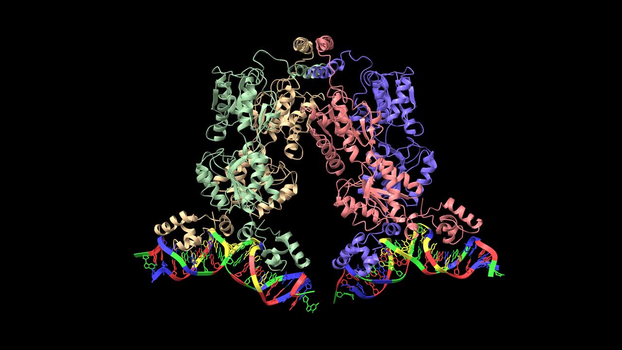 大肠杆菌乳糖操纵子阻遏物与21碱基对对称操作子DNA结合视频下载