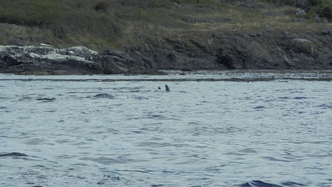 美国，两只虎鲸一起浮出水面视频下载