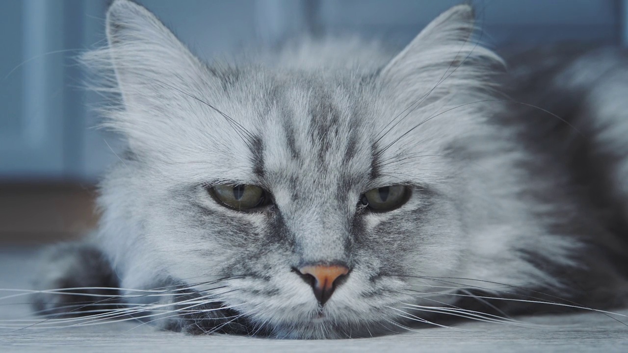 可爱的灰色毛茸茸的猫在睡觉视频素材