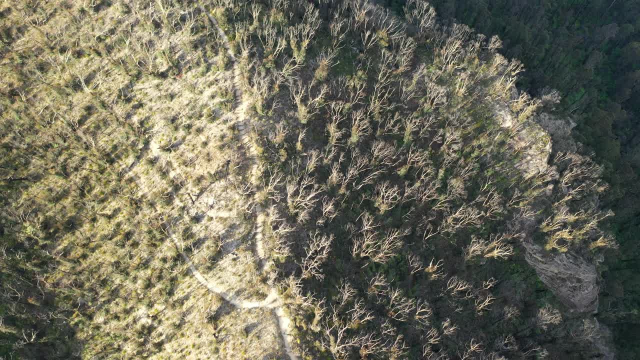 在森林的山地步道，树木的山谷鸟瞰图，澳大利亚视频下载