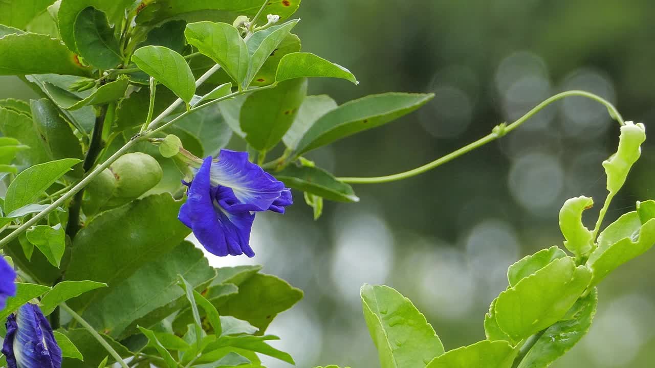 紫蝶豌豆花视频下载