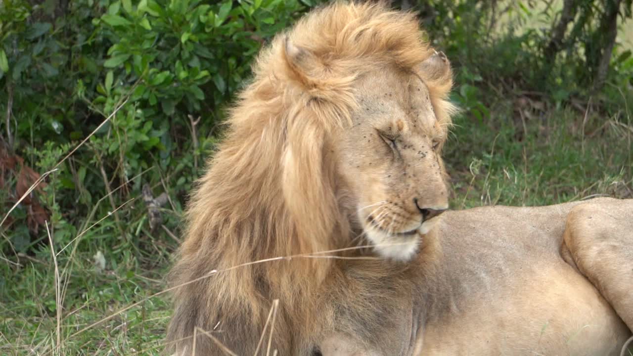 一只老狮子正在清洗鬃毛视频素材