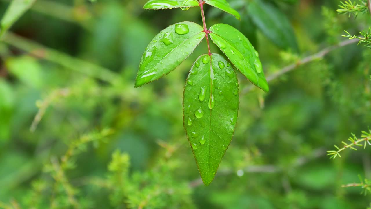 小植物叶子上被风吹动的雨水小滴。视频下载