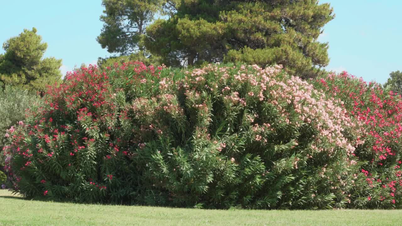 巨大的绿色灌木丛中开满了红色和粉红色的花朵视频下载