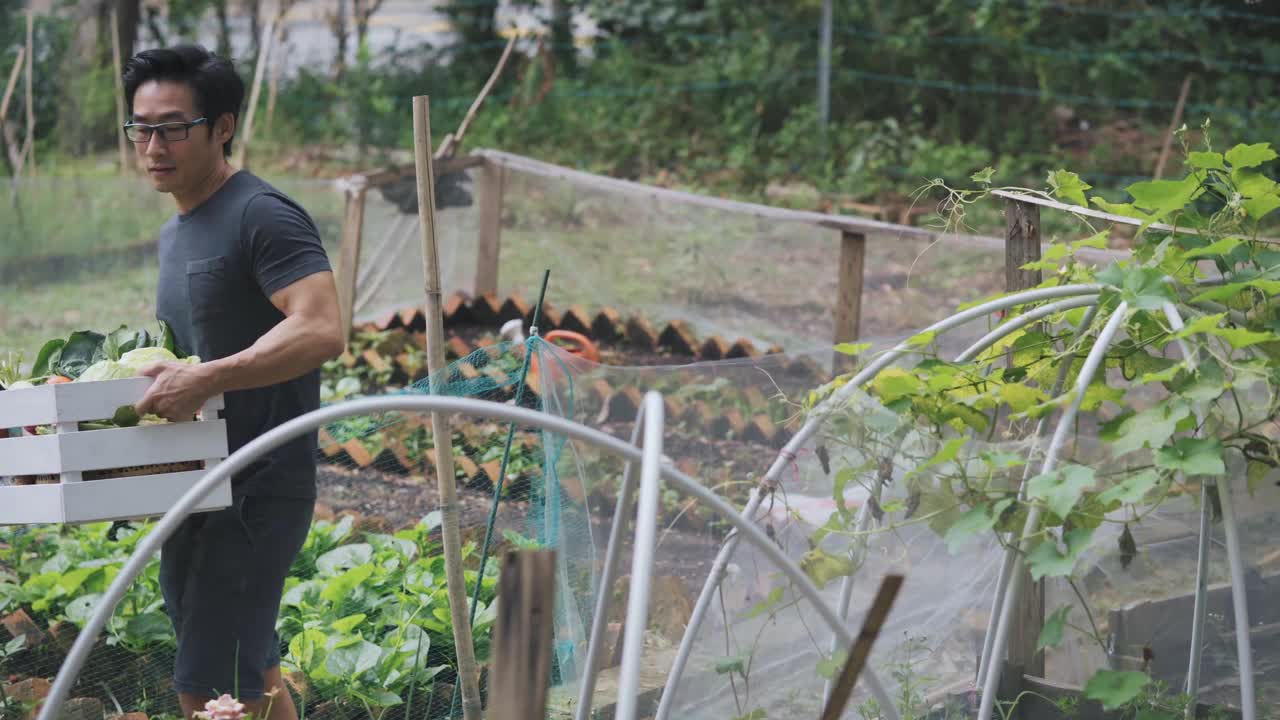 可持续的生活方式亚洲华人中年男子在后院的菜园向他的伴侣展示收获的本地农产品视频素材