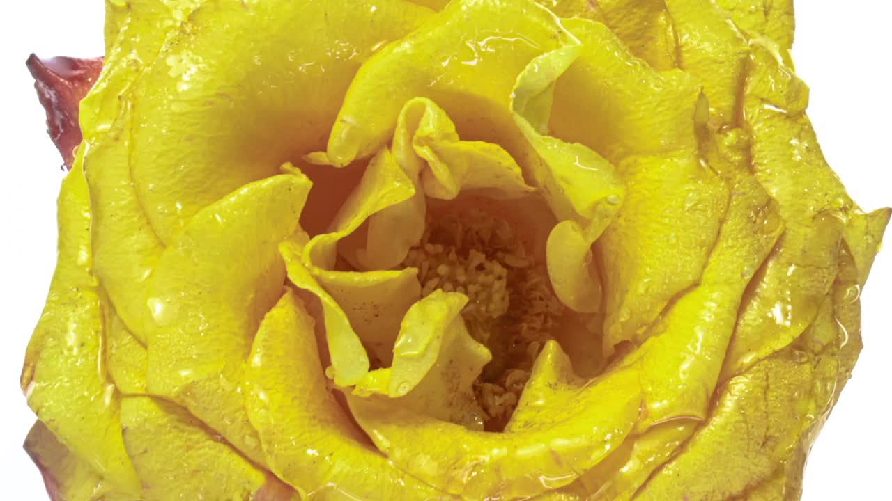 冻结黄色玫瑰，冰晶和雪形成的花瓣，关闭霜，宏观，4k，晨露视频素材