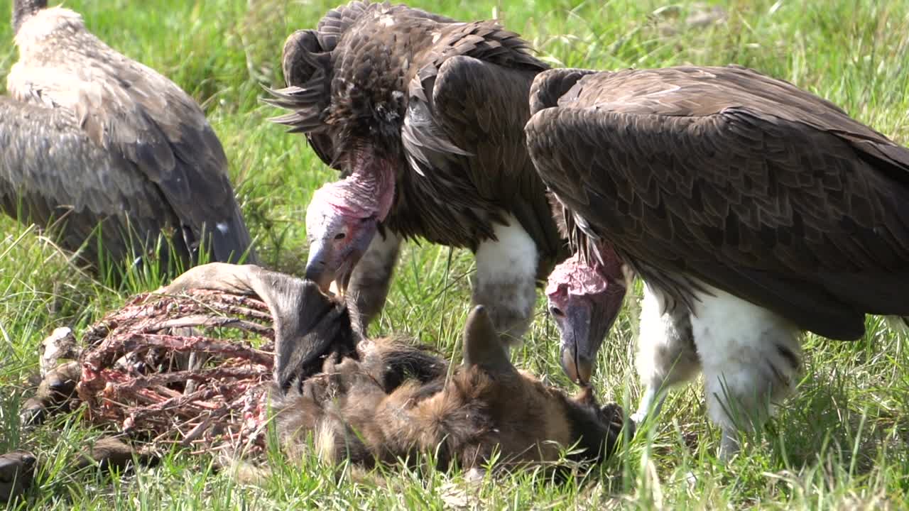 拉皮面对着正在吃东西的秃鹰，鹳正在寻找食物残渣。视频素材
