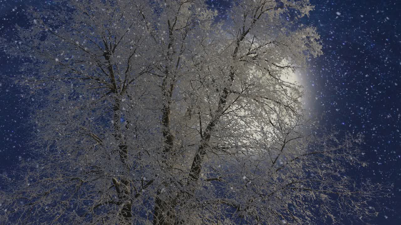 冬天的夜晚，蓝月亮从孤独的树上升起。冬天的森林里有软绵绵的雪。美丽的冬天的风景视频素材
