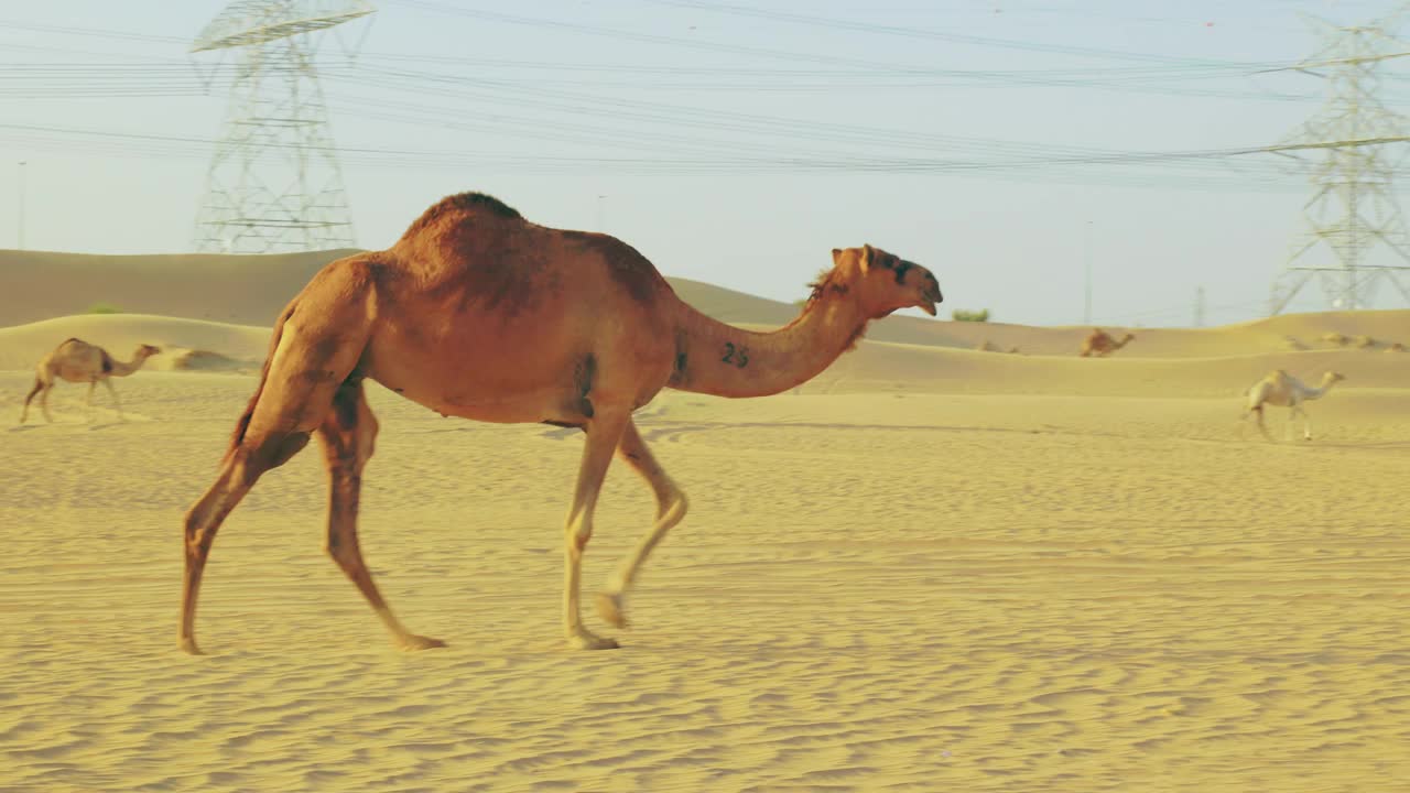 骆驼在沙漠中走来走去吃草。阿拉伯联合酋长国迪拜视频下载