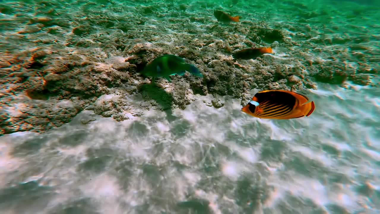 在夏天的早晨，各种各样的鱼在红海的珊瑚礁里游泳和进食。视频素材
