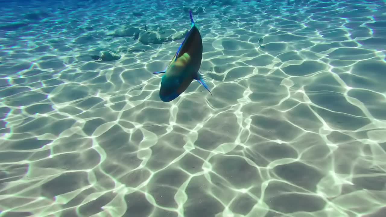 在埃及红海，各种各样的鱼在人群中游动。视频素材