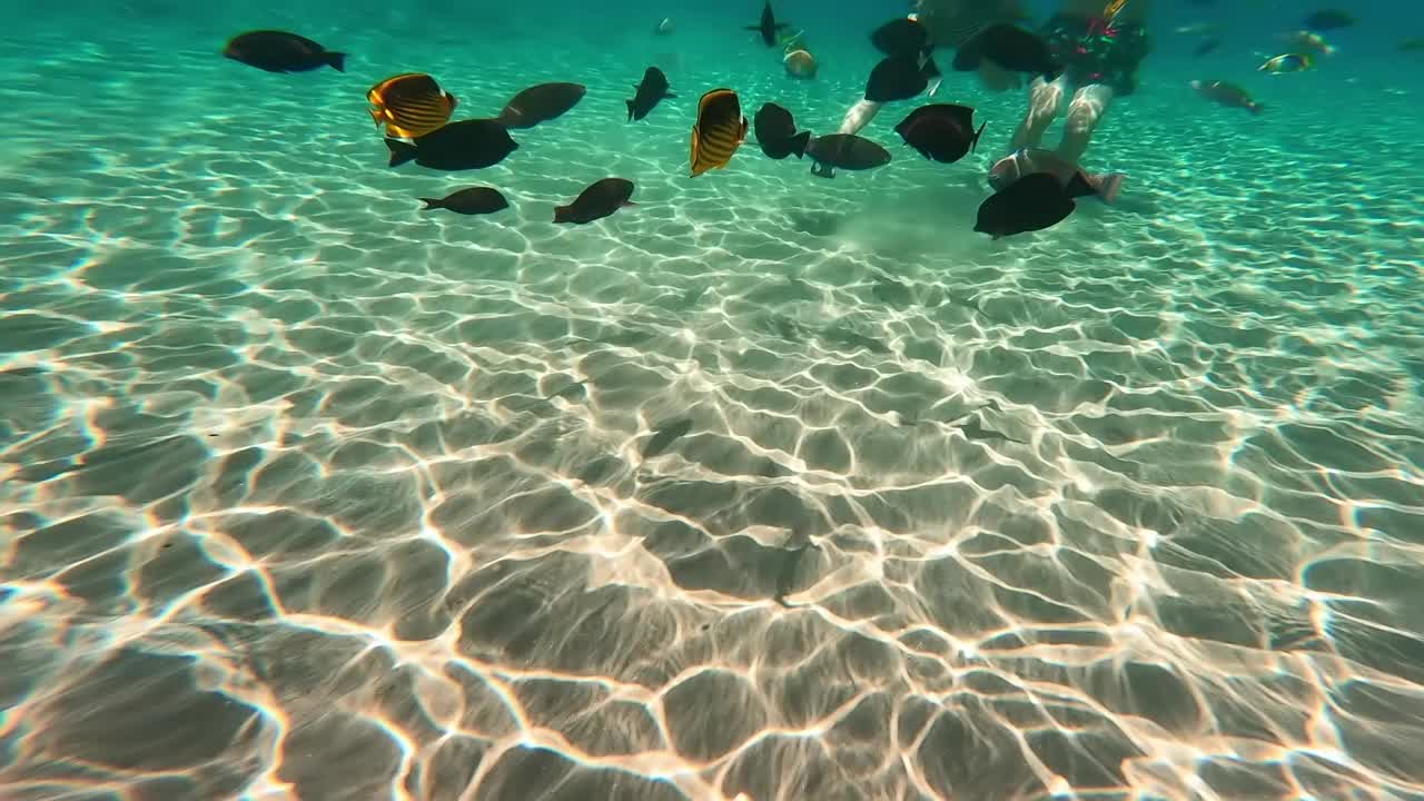 在埃及红海，各种各样的鱼在人群中游动。视频素材