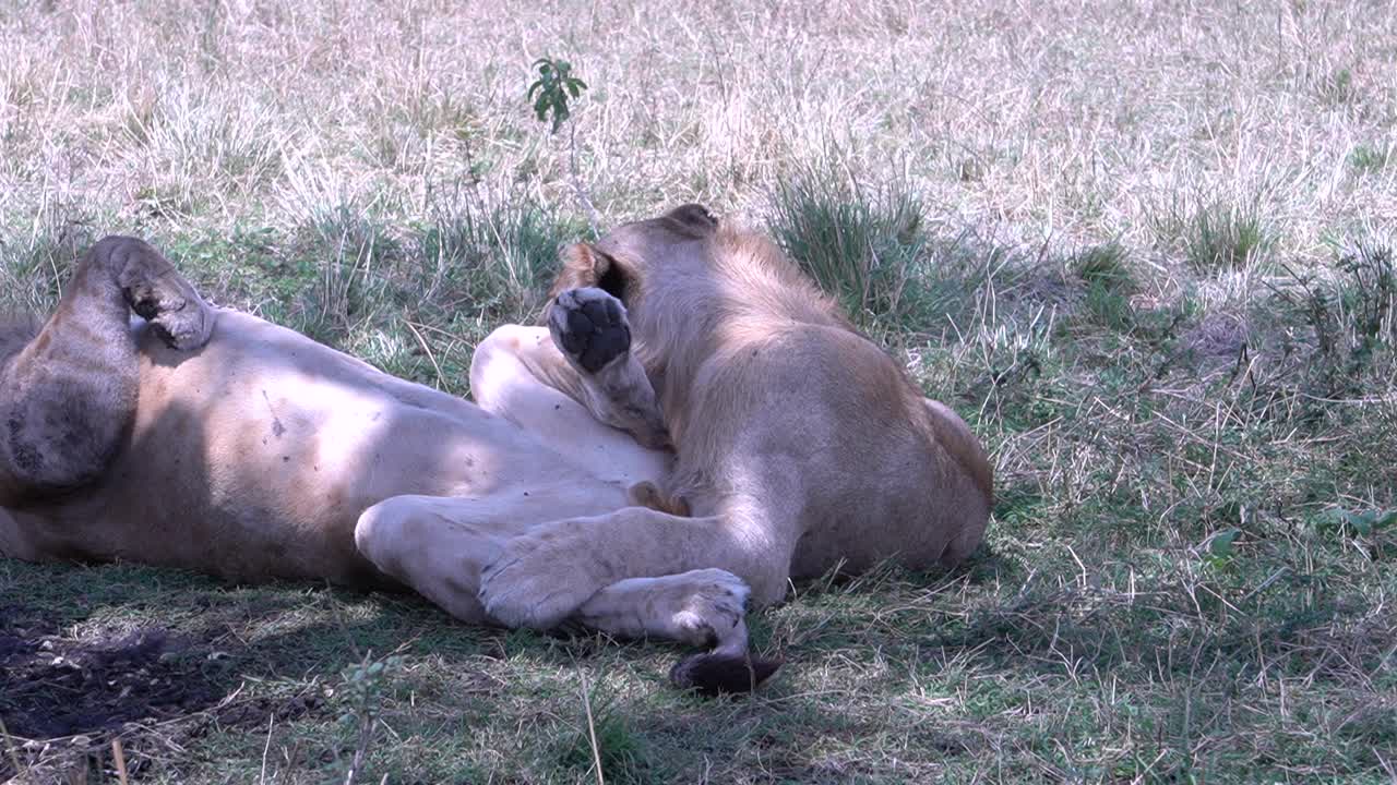 两只小狮子在树荫下玩耍视频素材
