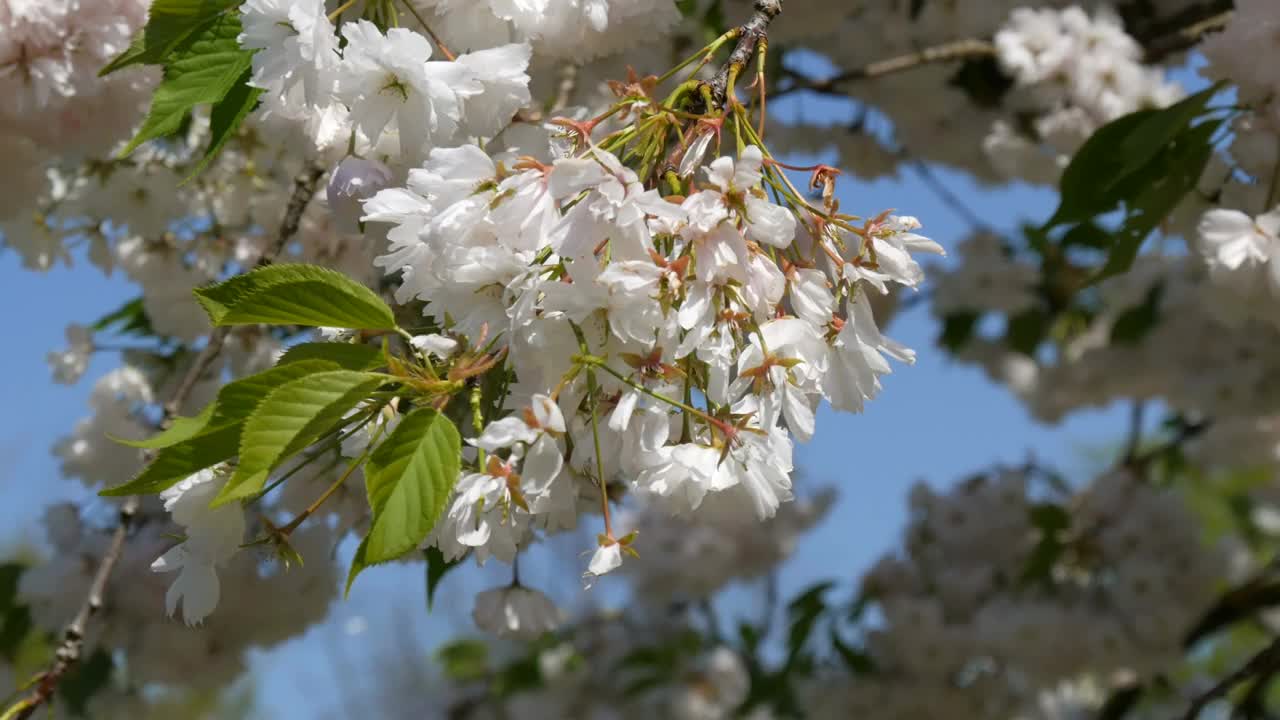 公园里一棵花密的樱桃树视频下载