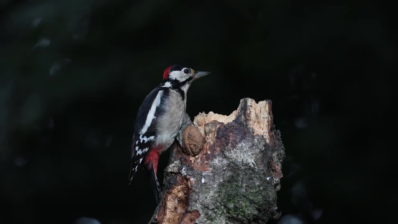 伟大的斑点啄木鸟吃树桩视频素材
