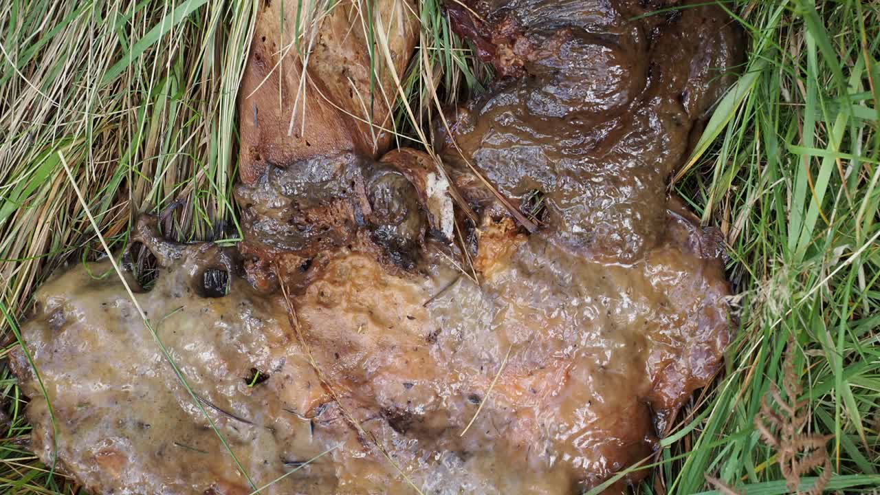 一种牛肝菌已经腐烂成一种相当恶心的东西，在兰代尔，湖区，英国。视频下载